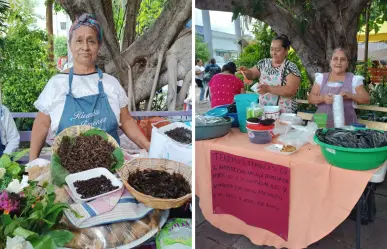 Nucú, el alimento a base de hormigas que es un lujo en Chiapas