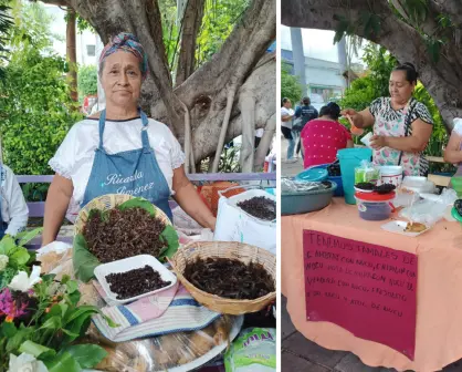 Nucú, el alimento a base de hormigas que es un lujo en Chiapas