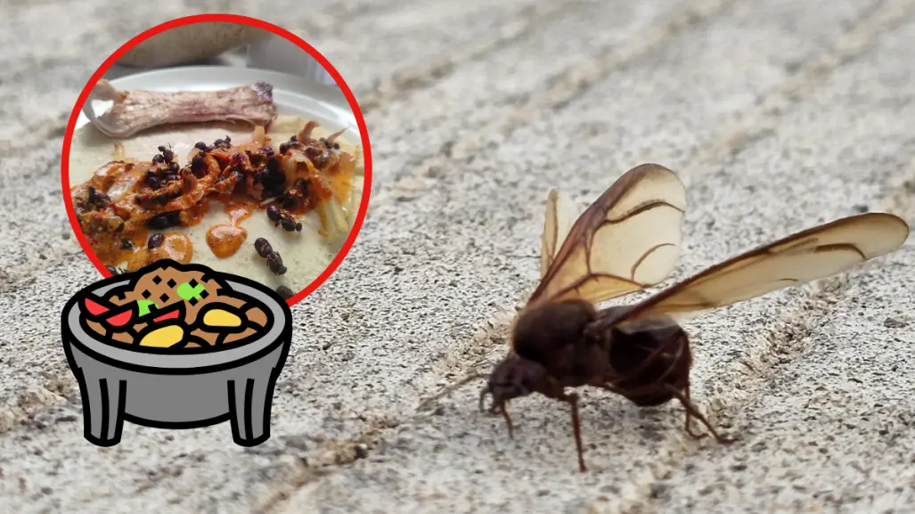 3 recetas que incluyen chicatana, insecto que aparece solo una vez al año en Durango