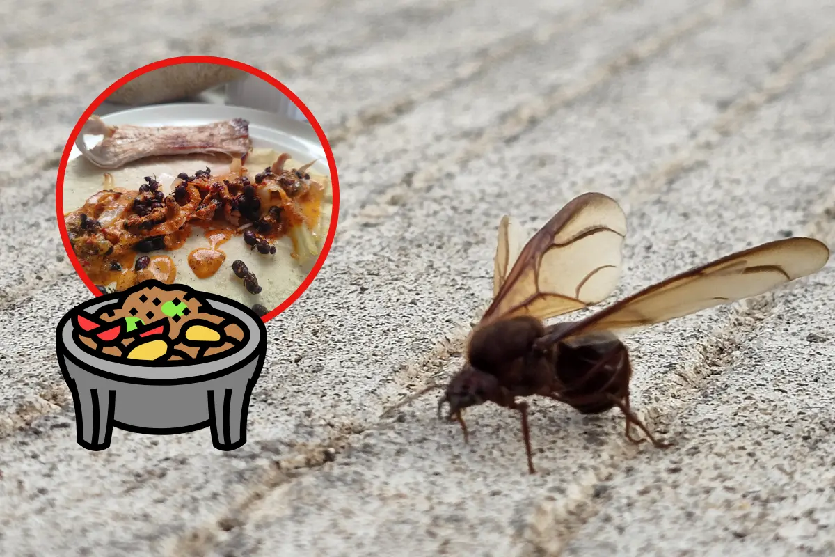 Algunos expertos indican que la hormiga chicatana tiene sabor a chocolate o a café. Foto: Especial.