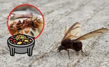 3 recetas que incluyen chicatana, insecto que aparece solo una vez al año en Durango