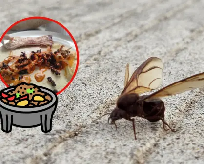 3 recetas que incluyen chicatana, insecto que aparece solo una vez al año en Durango
