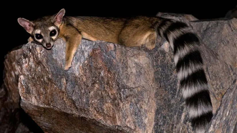 Su cola con anillos y su aspecto ágil lo hacen fácil de reconocer entre la fauna de la región. Foto: Sudcalifornios.com