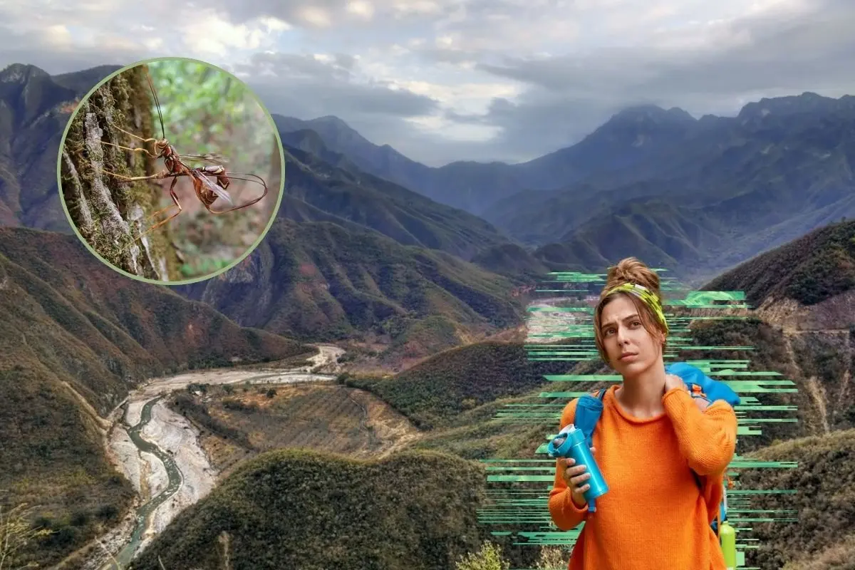 Insectos venenosos de la Sierra de Rayones: precaución en la naturaleza. Foto: Flickr / CANVA / Insectos de Nuevo León
