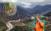 Conoce los insectos nativos venenosos de Nuevo León que puedes encontrar en la Sierra de Rayones
