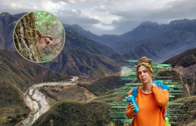 Conoce los insectos nativos venenosos de Nuevo León que puedes encontrar en la Sierra de Rayones