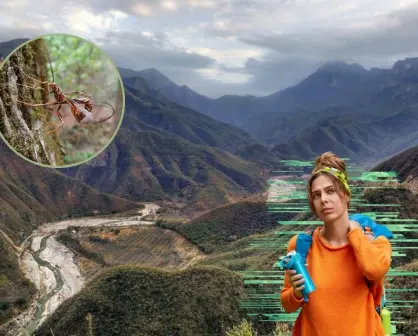 Conoce los insectos nativos venenosos de Nuevo León que puedes encontrar en la Sierra de Rayones