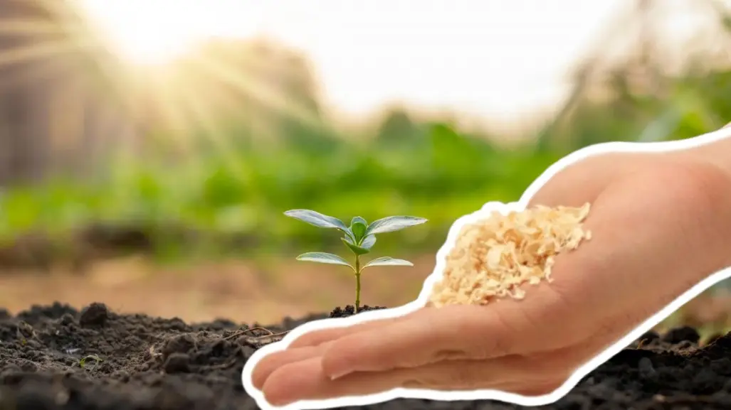 Edomex usa aserrín para reforestar y cuidar el suelo, conoce cómo se aprovecha este recurso