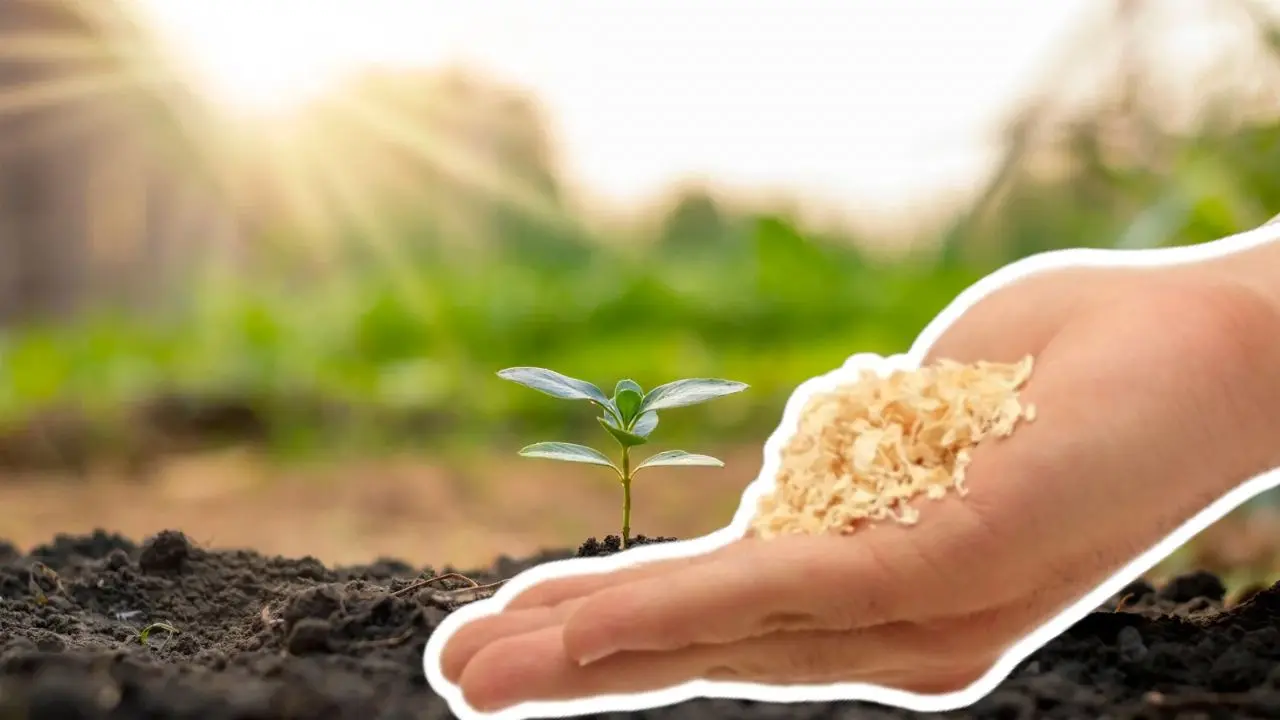 Edomex usa aserrín para reforestar y cuidar el suelo, conoce cómo se aprovecha este recurso. Foto: Canva /  VISIÓN SUR AGENCIA DE COMUNICACIÓN Y NOTICIAS