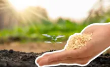 Edomex usa aserrín para reforestar y cuidar el suelo, conoce cómo se aprovecha este recurso