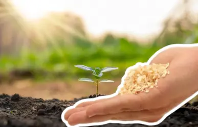 Edomex usa aserrín para reforestar y cuidar el suelo, conoce cómo se aprovecha este recurso