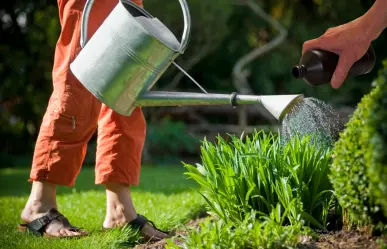Embellece tu jardín con este trucazo facilísimo