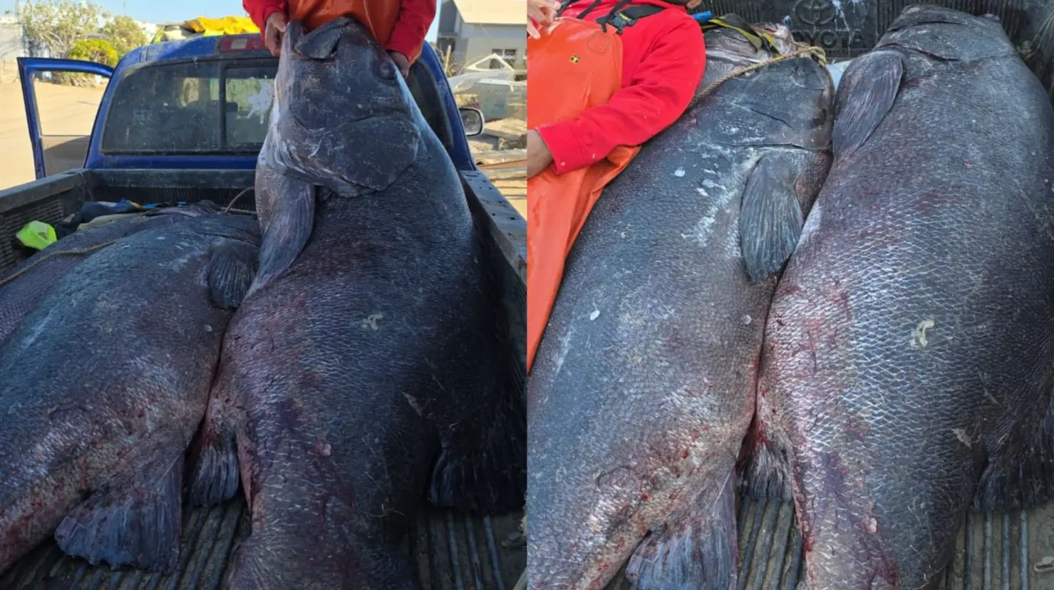 Los meros ayudan a mantener el equilibrio en los arrecifes al controlar poblaciones de peces pequeños..Foto: Facebook / Guerrero de Sal