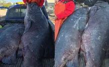 Estalla debate en redes sociales por pesca de meros gigantes en Baja California Sur