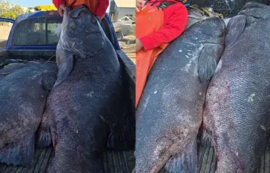 Estalla debate en redes sociales por pesca de meros gigantes en Baja California Sur
