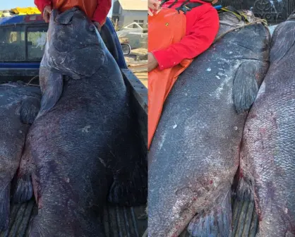 Estalla debate en redes sociales por pesca de meros gigantes en Baja California Sur