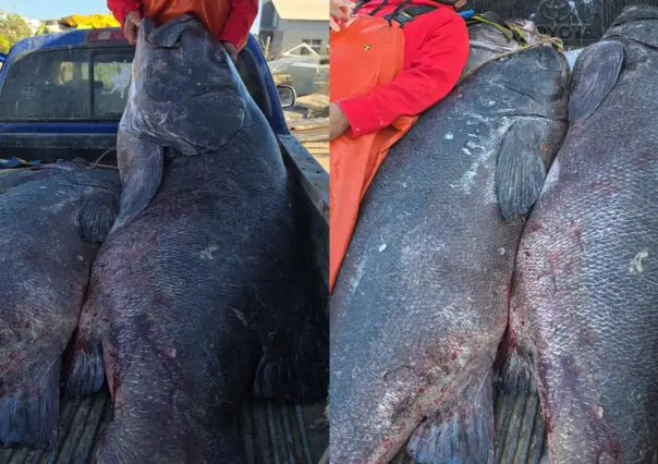 Estalla debate en redes sociales por pesca de meros gigantes en Baja California Sur