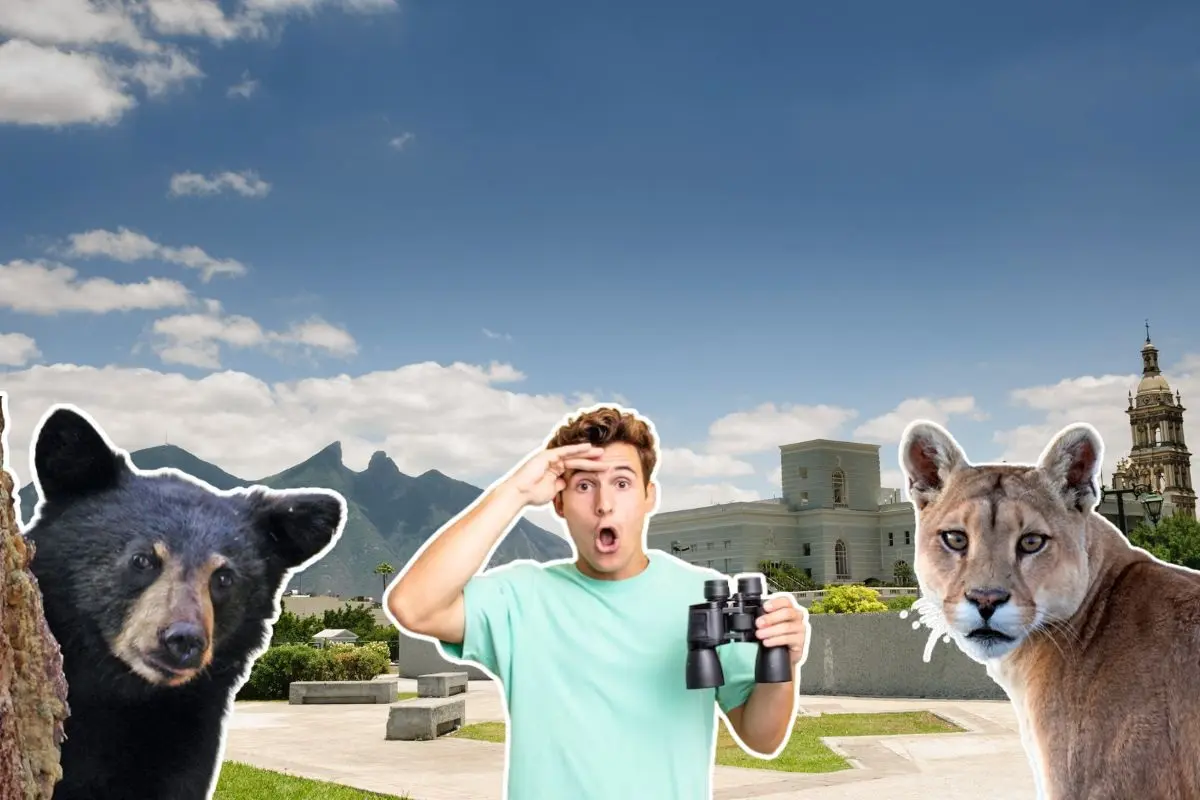 Estos animales nativos de Nuevo León se han visto en el área metropolitana en este año. Foto: CANVA / Freepik / iStock