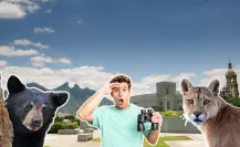 Estos animales nativos de Nuevo León se han visto en el área metropolitana en los últimos meses