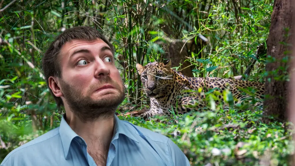 5 felinos de Yucatán peligrosos si te los encuentras en el monte