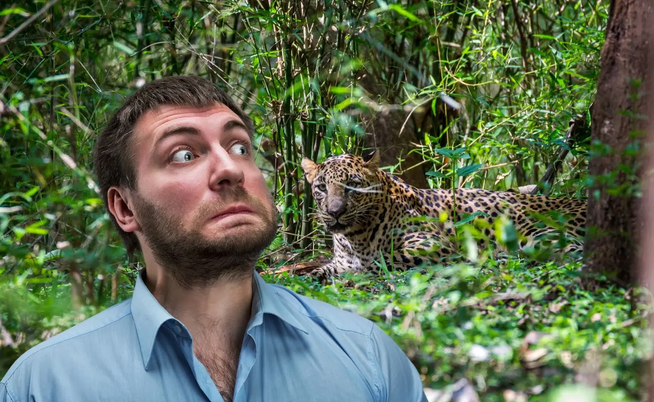 ¿Qué felinos salvajes habitan en Yucatán? Foto: Canva