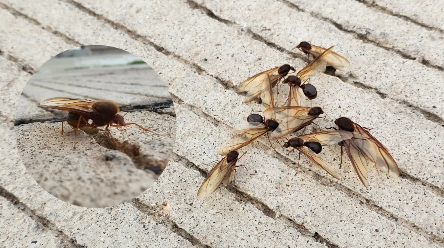 Foto. Luis Lozano | De esta manera se limpia la chicatana para comerse, el insecto que sale una vez al año, en Durango.