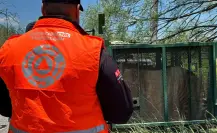Capturan a tigre que se paseaba en Salinas Victoria, Nuevo León I FOTOS