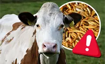 Ganaderos en Coahuila temen brote de gusano barrenador, podría paralizar exportaciones 