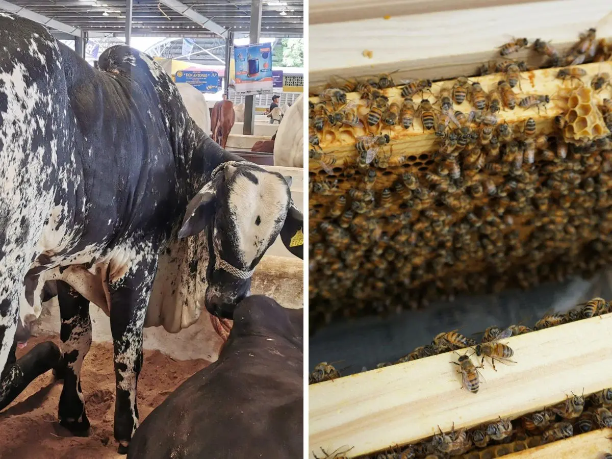 Procivy lanzó una serie de medidas para ganaderos, apicultores y productores agrícolas ante la temporada de huracanes 2025 que ya comenzó.- Fuente Alejandra Vargas