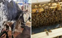Temporada de huracanes: Procivy lanza medidas preventivas para el sector agropecuario de Yucatán