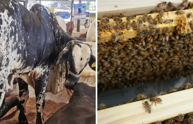 Temporada de huracanes: Procivy lanza medidas preventivas para el sector agropecuario de Yucatán