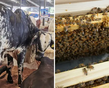 Temporada de huracanes: Procivy lanza medidas preventivas para el sector agropecuario de Yucatán