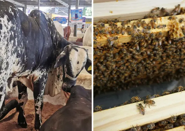 Temporada de huracanes: Procivy lanza medidas preventivas para el sector agropecuario de Yucatán