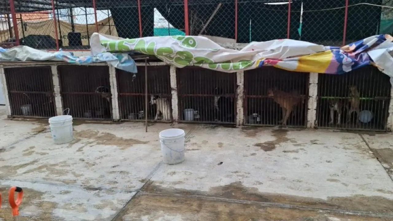 Refugio animal en Ixtapaluca es intervenido y rescatan a más de 50 perros. Foto: @Alex_MaldonadoS / @Asi_Sucede