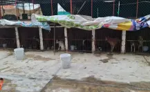 Refugio animal en Ixtapaluca es intervenido y rescatan a más de 50 perros