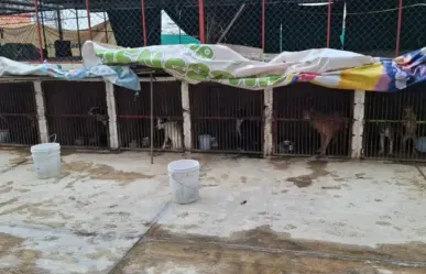 Refugio animal en Ixtapaluca es intervenido y rescatan a más de 50 perros
