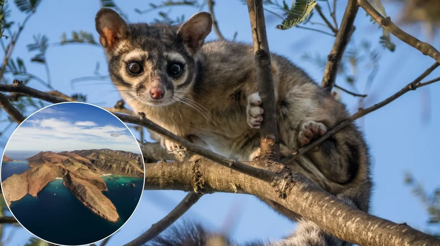 Isla Espíritu Santo es considerada un tesoro natural por su biodiversidad única en el mundo. Foto: Sudcalifornios.com | Foto: Go La Paz
