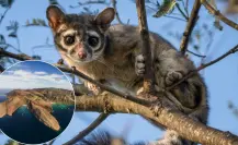 La especie endémica de BCS que solo vive en Isla Espíritu Santo y pocos conocen