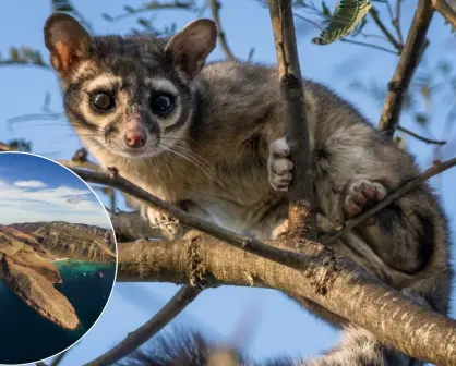La especie endémica de BCS que solo vive en Isla Espíritu Santo y pocos conocen