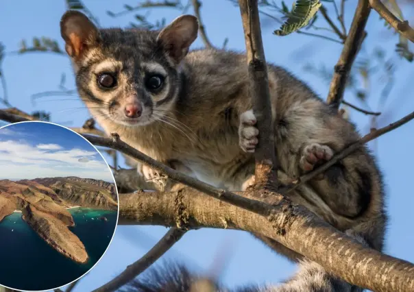 La especie endémica de BCS que solo vive en Isla Espíritu Santo y pocos conocen