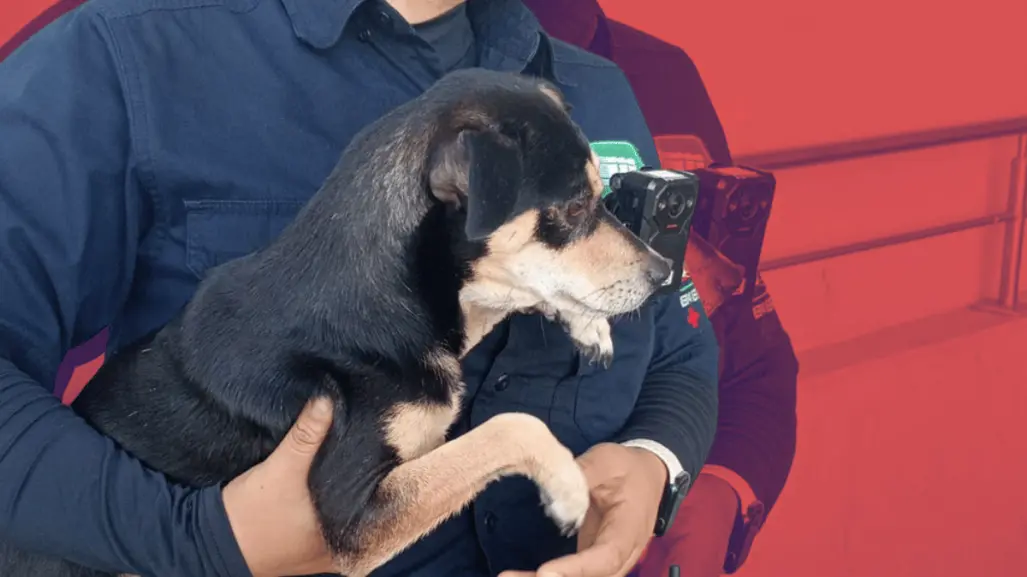 Rescatan a perrito atrapado en estación Moderna de Metrorrey