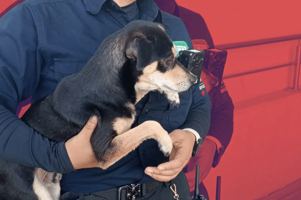 Los rescatistas se movilizaron a la estación del metro Moderna donde se encontraba atrapado el perro. Foto: PCNL.