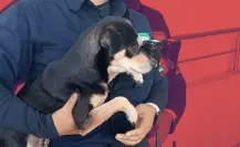 Rescatan a perrito atrapado en estación Moderna de Metrorrey