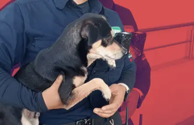 Rescatan a perrito atrapado en estación Moderna de Metrorrey