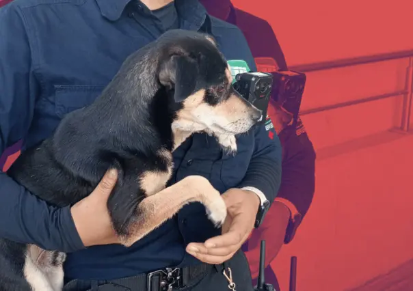 Rescatan a perrito atrapado en estación Moderna de Metrorrey
