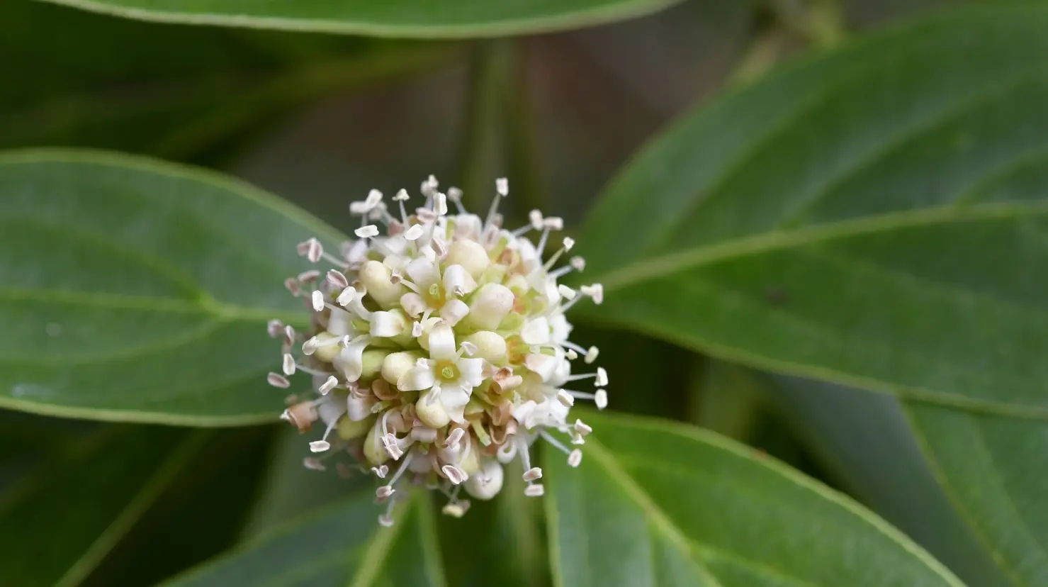 Cornus disciflora | enciclovida.mx