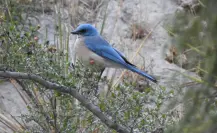 Animales nativos de Coahuila, este es el pájaro azul que adorna el cielo de la sierra