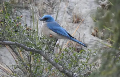 Animales nativos de Coahuila, este es el pájaro azul que adorna el cielo de la sierra