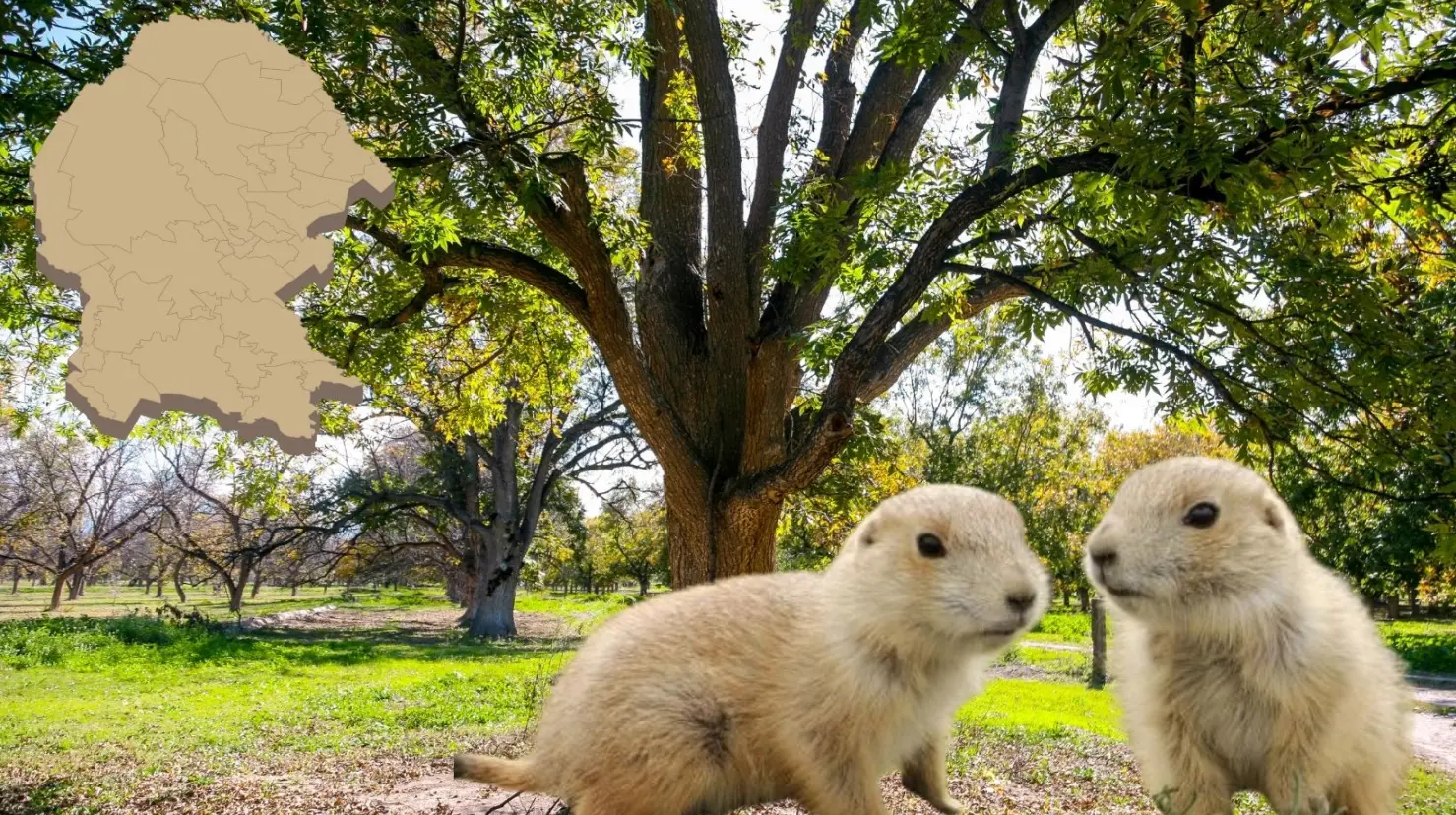 Los perritos de la pradera son uno de los animales más lindos de Coahuila. (Fotografía: Canva | Mude)