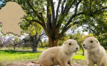 Los 3 animales nativos más adorables que puedes encontrar en Coahuila